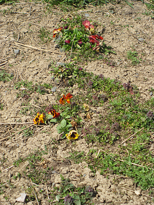 pansy mulched